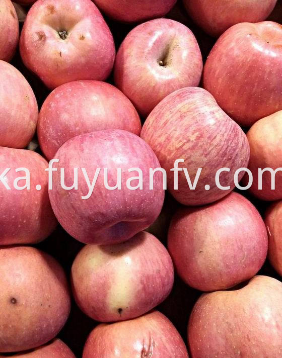 Fuji Apple 51